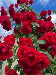 In the summer, bright red roses bloom in the country.