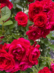 In the summer, bright red roses bloom in the country.