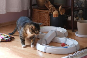 Cat track with colorful balls on floor in apartment and silhouette of little gray cat slightly blurred in motion playing with it.