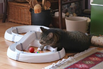 Cat track with colorful balls on floor in apartment and silhouette of little gray cat slightly blurred in motion playing with it.