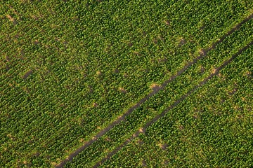 Top view of field at sunrise in summer