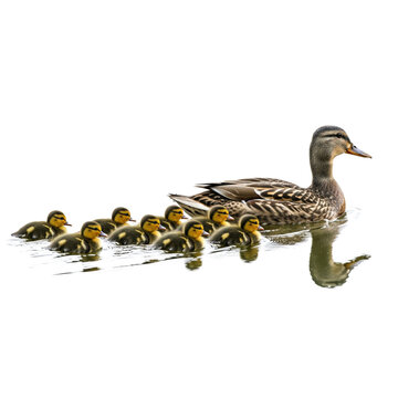 A mother duck leads her ducklings across the water as a family enjoying a peaceful day png isolated on transparent background