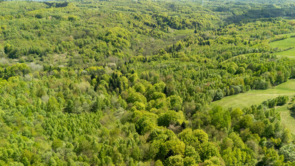 Obraz premium Aerial view of lush green forests and rolling hills on a sunny day, showcasing diverse tree species and expansive natural landscapes in spring season.