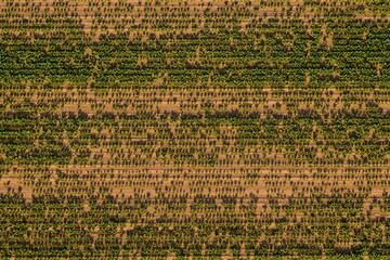 Top view of field at sunrise in summer