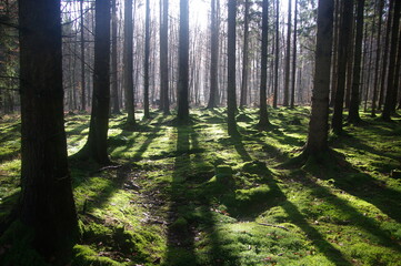 Mossy Forest Floor with Sunlight Streaming Through Winter Trees – Atmospheric Backlit Woodland...
