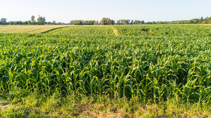 Vibrant green corn field stretches across the landscape during a sunny day, showcasing lush...