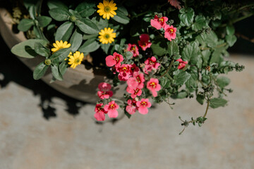 Bright pink and yellow flowers in a garden pot captured from above under warm sunlight. Ideal for...