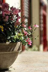 A close-up view of vibrant flowers in a stone pot basking in soft sunlight, with a blurred street background, ideal for spring or floral-themed projects