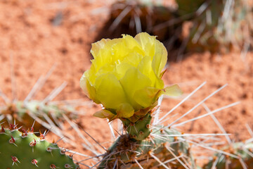 Close up of an yellow blooming Opuntia or prickly pear cactus in the cactus family Cactaceae with in the out of focus background red dust of Utah, USA desert