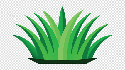 aloe vera plant in pot