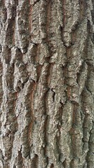 Cracked bark of an old tree, natural texture grey colour.