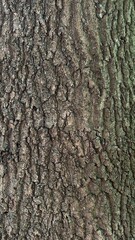 Cracked bark of an old tree, natural texture grey colour.