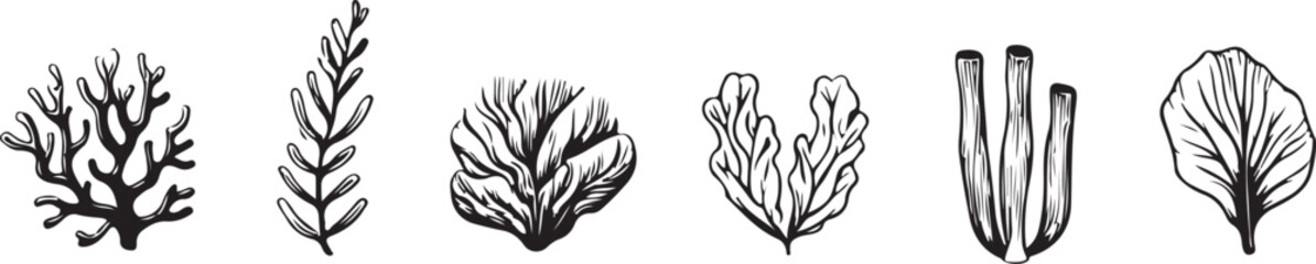 Obraz premium Black and white botanical illustrations of marine flora seaweed coral