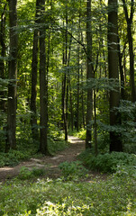 Small forest path between trees. Sunlight shining through the treetops. Forest path lined with young trees. Staying in nature, walking through the forest. Sports in nature, running through the forest.