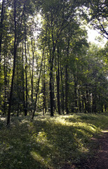 Trees lining a forest path. Raised grassy edge of a forest path with trees. Sunlight filtering through the treetops. Young tall trees with narrow trunks. View into the forest.