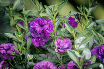 Bright, deep purple calibrachoa flowers bloom among the soft, silvery foliage of Dusty Miller, creating a striking contrast of color and texture in a garden planter.
