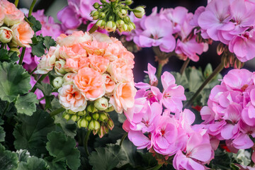 A vibrant cluster of peach and pink geranium flowers in full bloom surrounded by green leaves and buds in a lush, colorful garden setting.