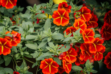 Rich red calibrachoa flowers with bright yellow centers bloom densely among green foliage, creating...