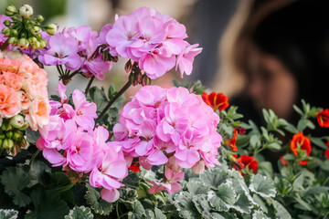 A lush flower pot overflowing with bright red calibrachoa flowers with yellow centers in a garden setting, complemented by pink geraniums and variegated foliage.