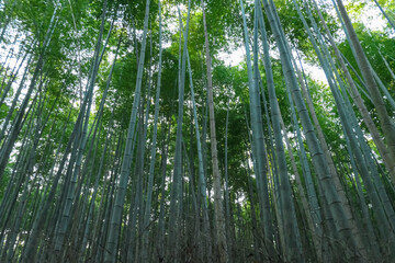 A breathtaking worms-eye view captures the immense height of a dense bamboo forest, with countless green stalks reaching for the sky, creating a peaceful and immersive natural tunnel in Kyoto, Japan.