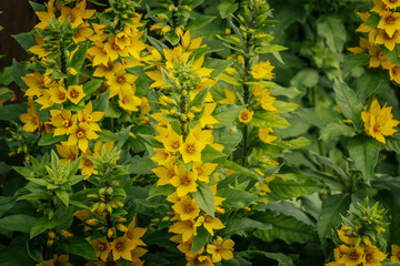 A close-up of bright yellow loose flowers with green foliage, densely spaced and blooming in a garden setting.