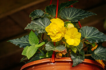 Bright yellow begonia flowers bloom among dark green textured leaves in an orange hanging pot suspended by red ropes. A wooden structure is visible in the background.