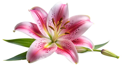 Pink lily flower isolated on transparent background