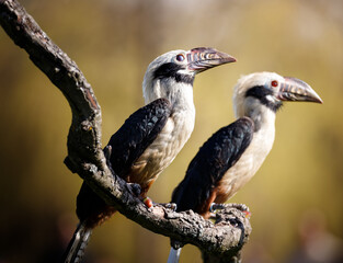 A pair of Visayan Hornbills on a branch