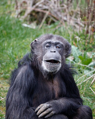 A Chimpanzee smiling whilst looking ahead