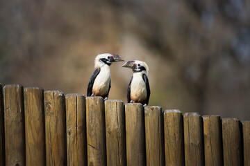 A pair of Visayan Hornbills on a fence © Mark