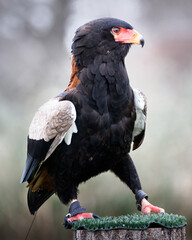 A male Bateleur eagle sitting on a perch.