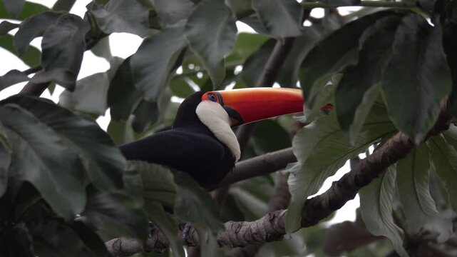 Toco toucan perched among tropical leaves in Tres Lagoas city park, Brazil