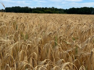 Golden Wheat Field Stretching to the Horizon – Mature Grain Ready for Harvest under Cloudy Summer...