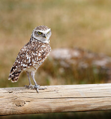 A Burrowing Owl on a wooden beam