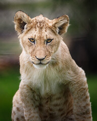 A lion cub starting straight ahead.