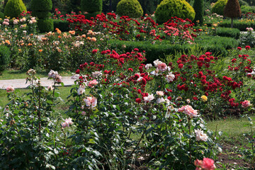 A vibrant garden filled with blooming gentle roses in various colors