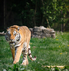 A male Amur Tiger prowling through grass.