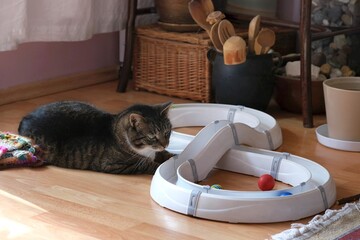 Cat track with colorful balls on floor in apartment and silhouette of little gray cat slightly blurred in motion playing with it.
