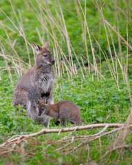 Naklejka premium A Mother and Joey Wallaby amongst the grass.
