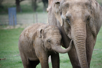 Fototapeta premium An Elephant with her calf, the baby has it's trunk in mothers mouth.