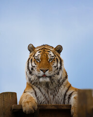 A male Amur Tiger sitting on a platform against a clear blue sky.