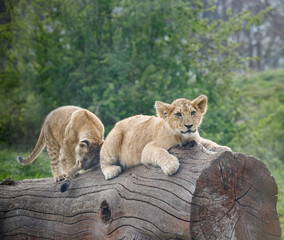 A pair of lion cubs playing on a log.
