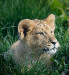 A young lion cub resting in the grass.