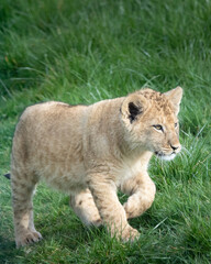 A young lion cub walking through the grass.