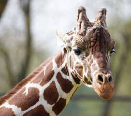 A male giraffe looking forwards.