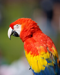 A close up of a Scarlet macaw.