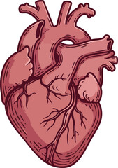 Obraz premium Human anatomical heart detailed illustration for medical education and biology study purposes 
