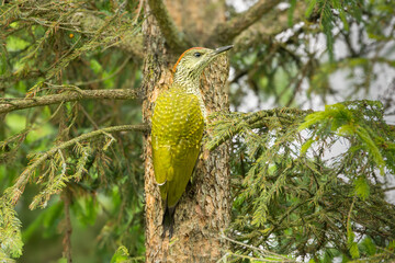 Closeup of juvenile European Green Woodpecker, Picus viridis, clinging to trunk of spruce tree showing nice green back coverts with grey speckles and grey speckled breast and belly feathers 