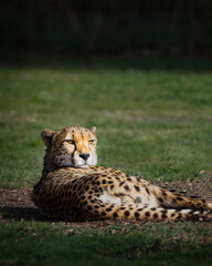 A male cheetah laying on the grass looking around