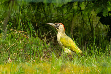 Closeup of foraging European Green Woodpecker, Picus viridis, with head raised and neck extended and conspicuously large eye standing in grass near invisible ground ant nest